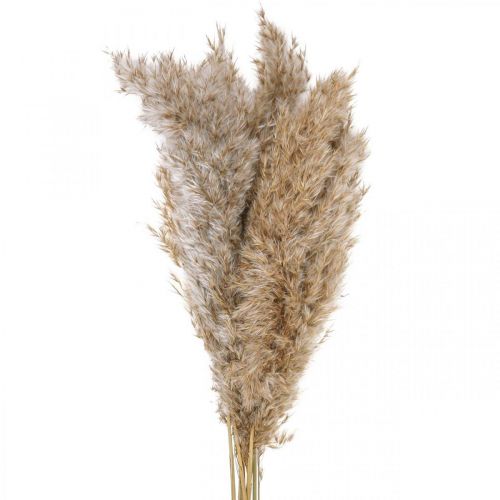 Floristik24 Grama seca junça grama decorativa seca natural 70 cm 10 peças