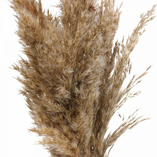 Floristik24 Grama seca junça grama decorativa seca natural 70 cm 10 peças