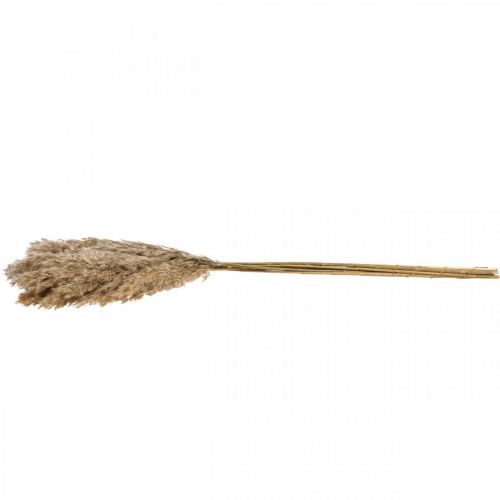 Floristik24 Grama seca junça grama decorativa seca natural 70 cm 10 peças