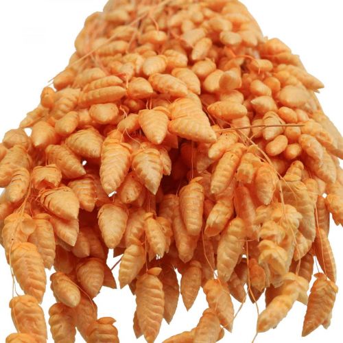 Floristik24 Bouquet seco de capim capim Damasco Briza capim ornamental 55cm 50g