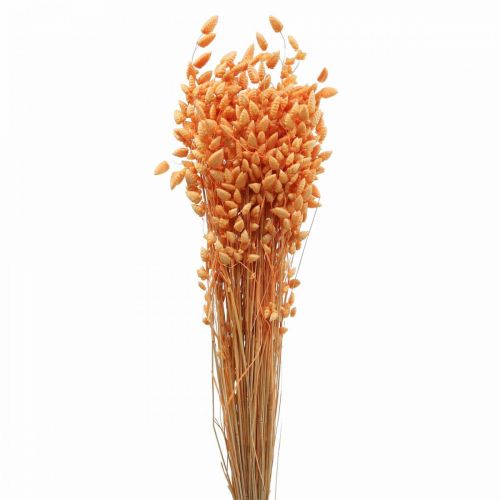 Floristik24 Bouquet seco de capim capim Damasco Briza capim ornamental 55cm 50g