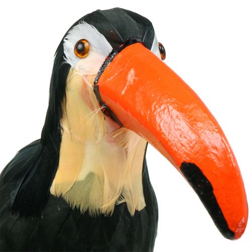 Floristik24 Tucano Deco com penas pretas L37cm