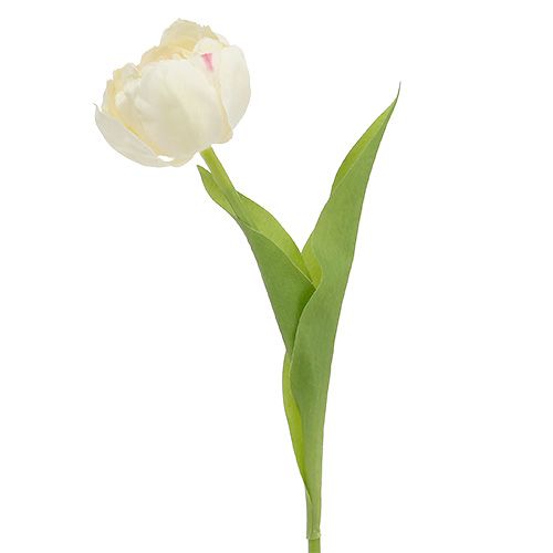 Floristik24 Creme de tulipa 37cm 6pcs
