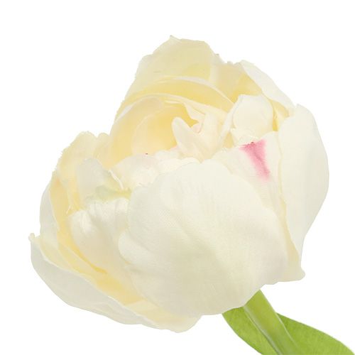 Floristik24 Creme de tulipa 37cm 6pcs
