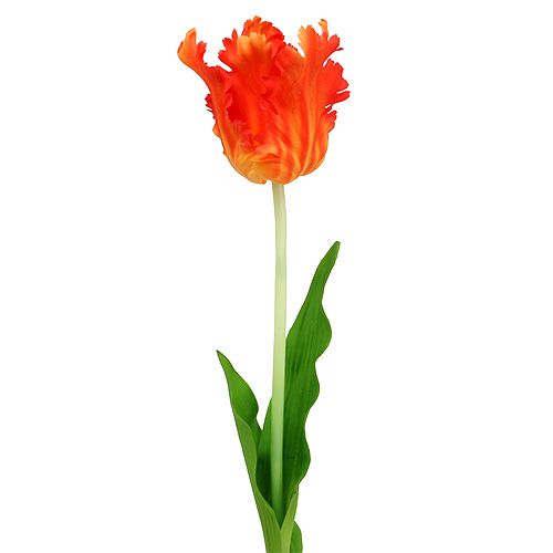 Floristik24 Laranja tulipa 70cm