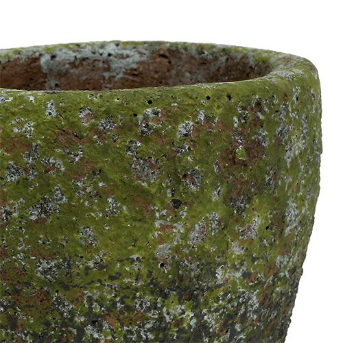 Floristik24 Plantador com musgo Ø10cm Alt.10,5cm 4pçs