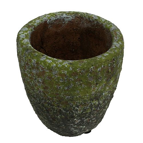 Floristik24 Plantador com musgo Ø10cm Alt.10,5cm 4pçs