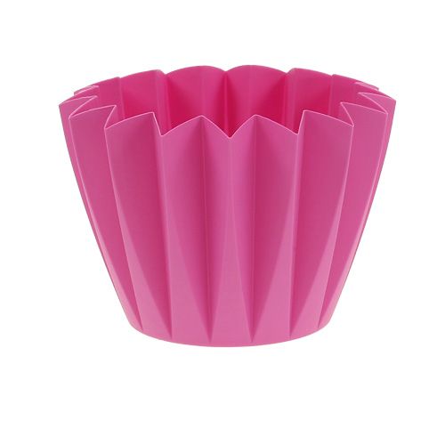 Floristik24 Repot Adonis Azaléia 14cm 20 un