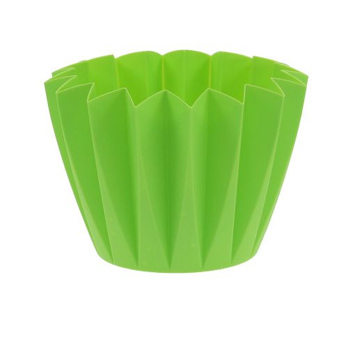 Floristik24 Envasamento Adonis Verde 14cm 20pcs