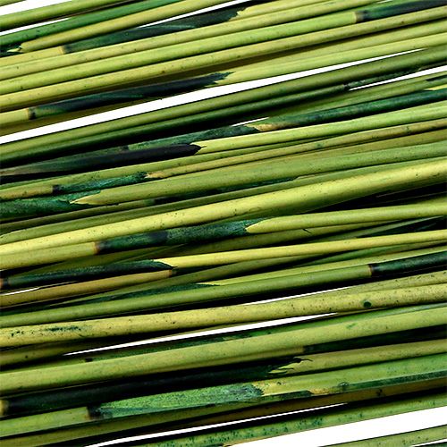 Floristik24 Vlei Reed 400g verde escuro