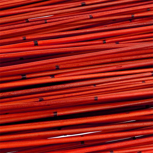 Floristik24 Vlei Reed 400g Vermelho
