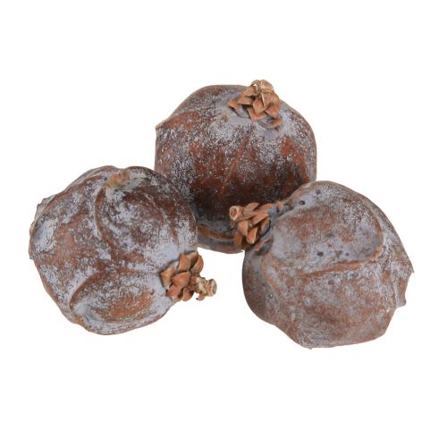 Floristik24 Cones de zimbro Zimbro sírio natural Ø1,5–2,5cm 1kg