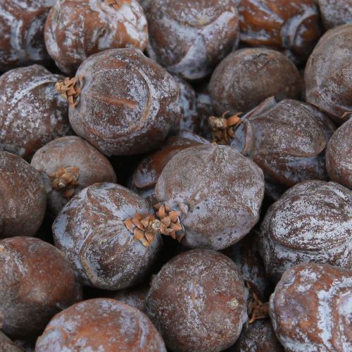 Floristik24 Cones de zimbro Zimbro sírio natural Ø1,5–2,5cm 1kg
