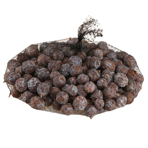 Floristik24 Cones de zimbro Zimbro sírio natural Ø1,5–2,5cm 1kg