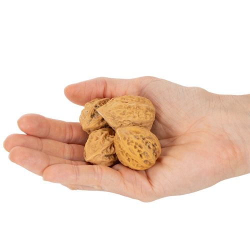 Nozes, um produto natural para decoração de mesa e projetos de bricolagem. Nozes naturais, 4-5 cm, 300 g. | Floristik24.pt