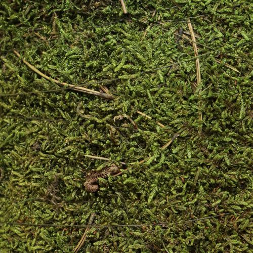 Itens Árvore de natal decoração de árvore de musgo em verde natural Ø25cm Alt.70cm