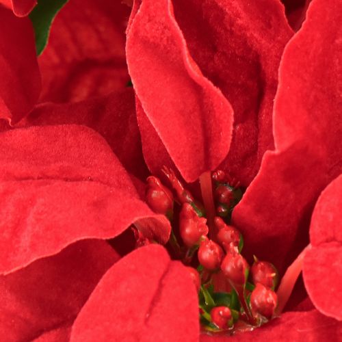 Itens Poinsétia Vermelha Planta Artificial 5 Flores 40cm