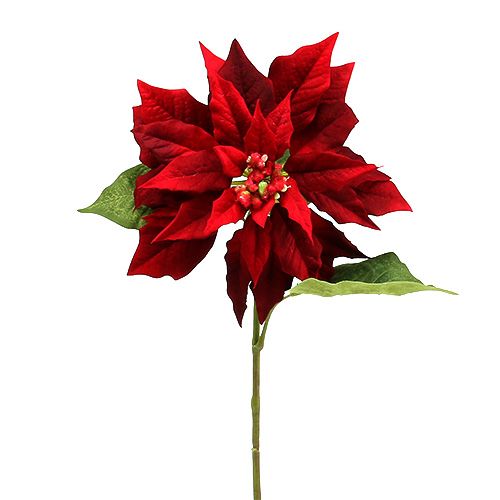 Floristik24 Estrela de natal vermelha 70 cm