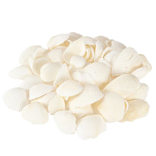 Floristik24 Conchas Brancas Berbigões Decorativos 2-3,5cm 300g × 2 unidades