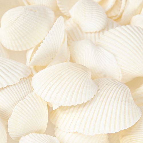 Floristik24 Conchas Brancas Berbigões Decorativos 2-3,5cm 300g × 2 unidades