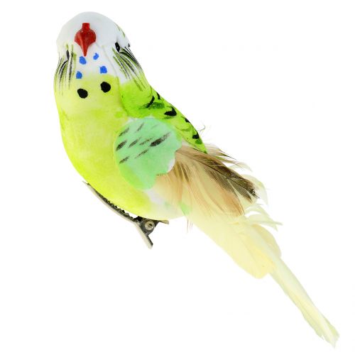 Floristik24 Budgie no clipe verde 13cm 6pcs