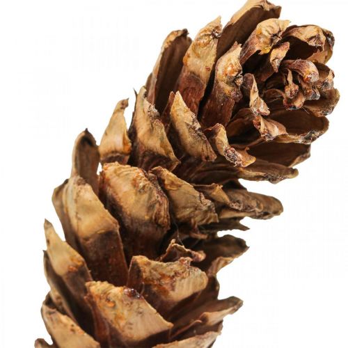Floristik24 Pinhas brancas pinhas Alt.70cm cacho de 7 unidades