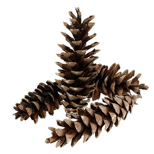 Floristik24 Cones Weymouth naturais 2,5 kg
