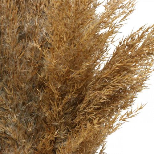 Itens Caniço de erva seca decoração seca natural 75cm 10p