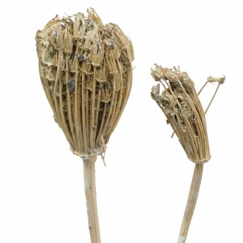 Floristik24 Cacho de flores silvestres, mil-folhas naturais, branco lavado 30-60cm 150g