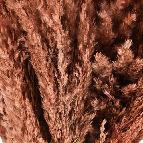 Itens Wilde Reed Plume Reed Dry Decoração Damasco 75cm 10 un