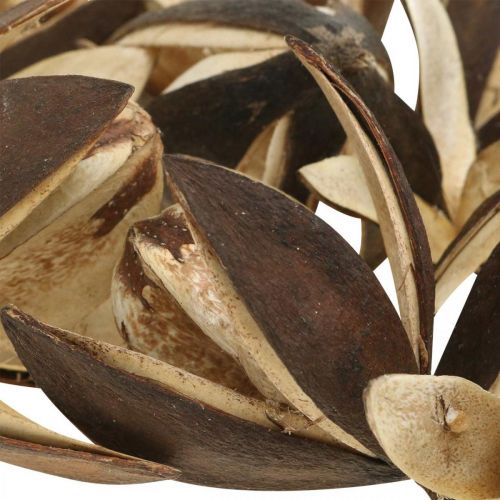 Itens Lírio selvagem decoração natural flores secas exóticas 6-8cm 50 un