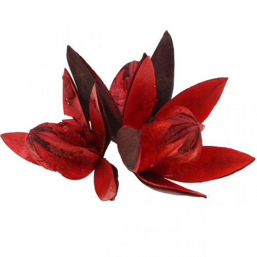 Floristik24 Lírio selvagem vermelho decoração natural flores secas 6-8cm 50 un