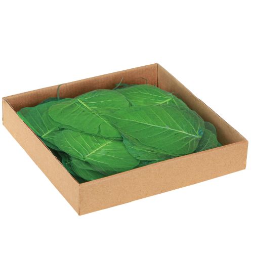 Itens Folhas de salgueiro esqueletizadas verdes para decoração natural 200 peças
