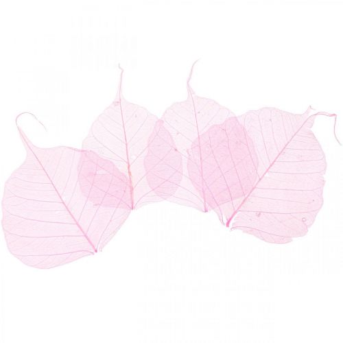 Itens Folhas esqueleto Folhas de salgueiro esqueletizadas rosa 5-9cm 200 un