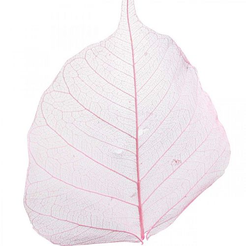 Itens Folhas esqueleto Folhas de salgueiro esqueletizadas rosa 5-9cm 200 un