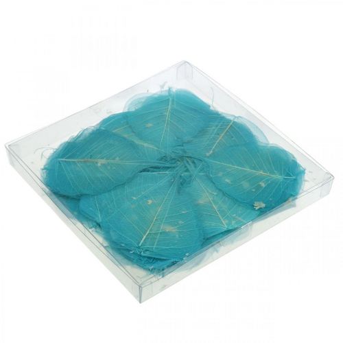 Floristik24 Folhas de salgueiro, folhas naturais de salgueiro, folhas secas esqueletizadas azul turquesa 200 unidades