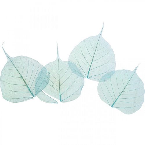 Floristik24 Folhas de salgueiro, folhas naturais de salgueiro, folhas secas esqueletizadas azul turquesa 200 unidades