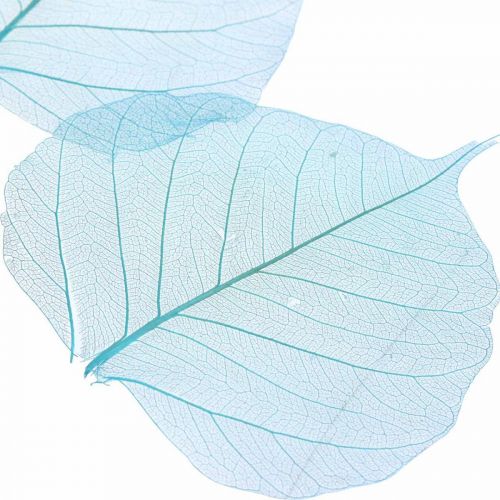 Floristik24 Folhas de salgueiro, folhas naturais de salgueiro, folhas secas esqueletizadas azul turquesa 200 unidades