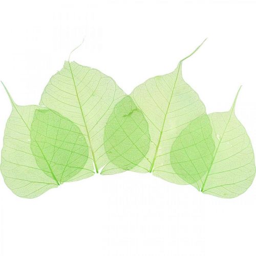 Folhas de salgueiro esqueletizadas, decoração de primavera, folhas decorativas verdes 200p