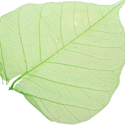 Floristik24 Folhas de salgueiro esqueletizadas, decoração de primavera, folhas decorativas verdes 200 peças