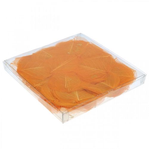 Floristik24 Folhas de salgueiro decoração seca laranja esqueletizada 200 un