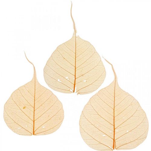 Floristik24 Folhas de salgueiro decoração seca laranja esqueletizada 200 un