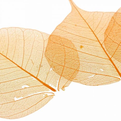 Floristik24 Folhas de salgueiro decoração seca laranja esqueletizada 200 un