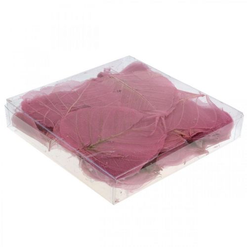 Floristik24 Folhas esqueleto folhas de salgueiro esqueletizadas rosa velho 10-15cm 200 un
