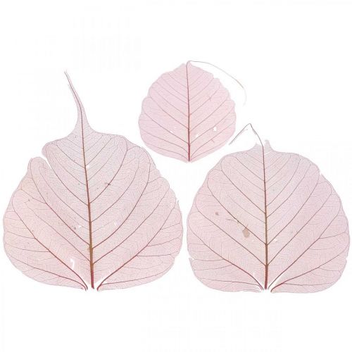 Floristik24 Folhas esqueleto folhas de salgueiro esqueletizadas rosa velho 10-15cm 200 un