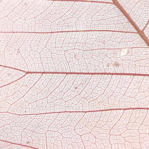 Itens Folhas de esqueleto folhas de salgueiro esqueletizadas rosa velho 10-15 cm 200 unidades