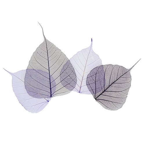 Floristik24 Folhas de salgueiro tipo roxo esqueletizado. 200 peças