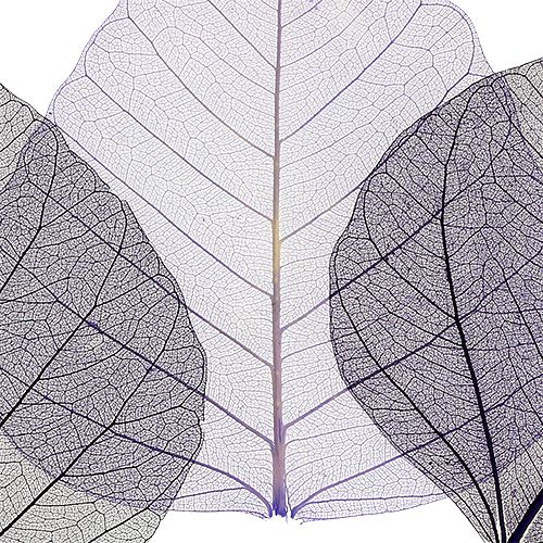 Floristik24 Folhas de salgueiro tipo roxo esqueletizado. 200 peças