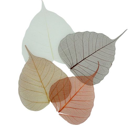 Floristik24 Folhas de salgueiro esqueletizadas creme/marrom 200 unid.