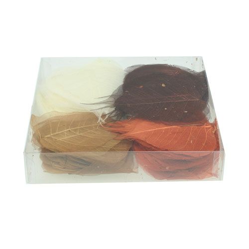 Floristik24 Folhas de salgueiro esqueletizadas creme/marrom 200 unid.
